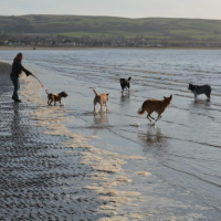 Doggy Beach Trip