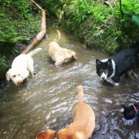 Doggy Mud Hole